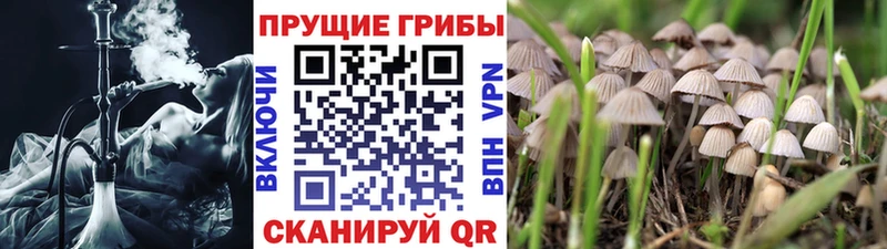 Псилоцибиновые грибы Psilocybine cubensis  Лянтор 